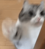 cats (gifs)