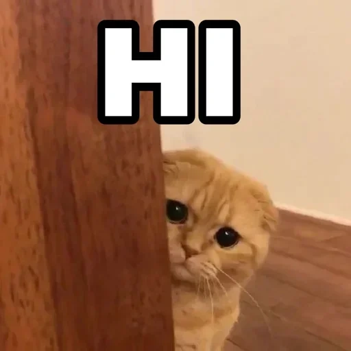 cat, memes, cat, cats, sad cat