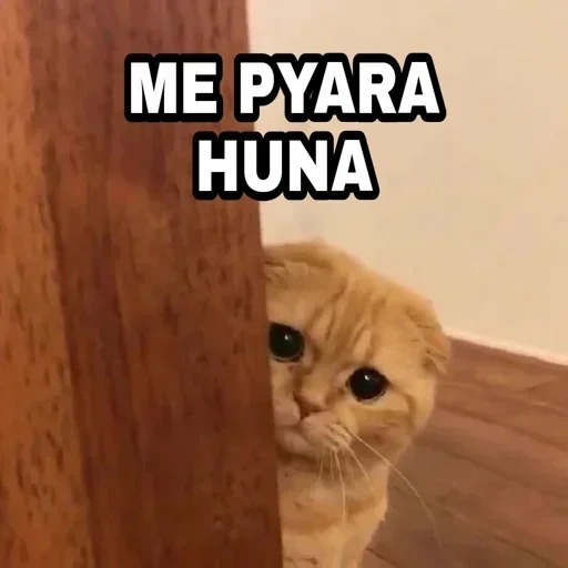 gato, gato, el gato es una casa, gato triste, los lindos gatos son divertidos