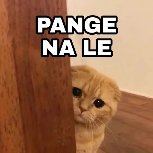 gato, gato, gatos, gato triste, gatos fofos são engraçados