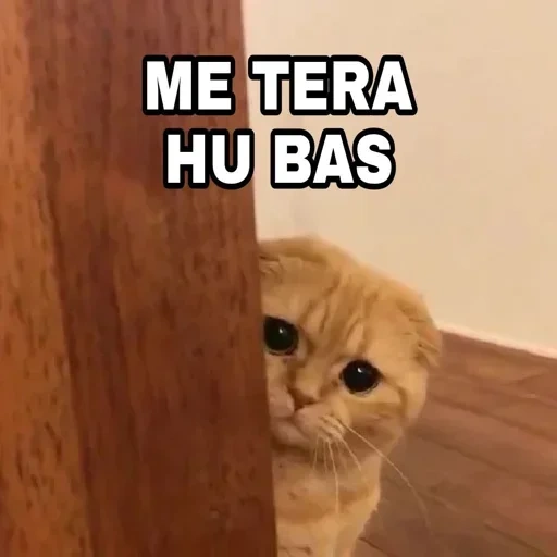 gato, gato, o gato é uma casa, gato triste, gatos fofos são engraçados