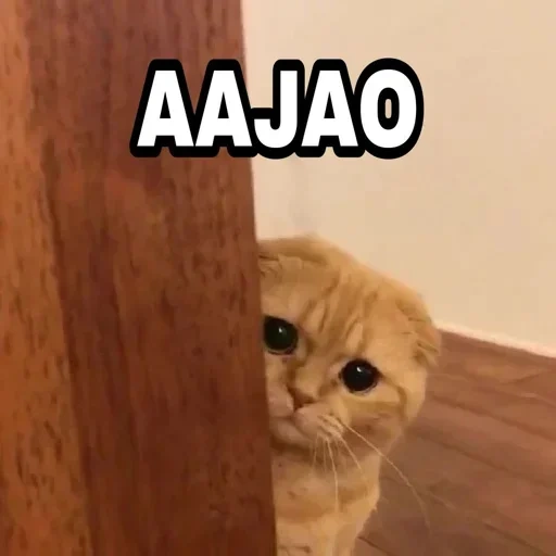 gato, gatos, gato, gato triste, los lindos gatos son divertidos