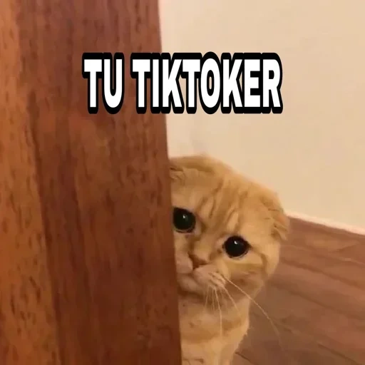 gato, gato, gatos, o gato é uma casa, gato triste