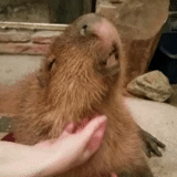 capybara, amitié capibar, laisse kapibara, le capybar porcupine, animal capybar