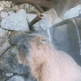 capibara, capibara blanca, rodente de kapibara, zoológico de kapibara