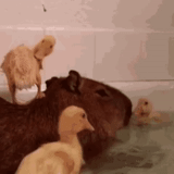 bak mandi berang-berang, mandi capybara