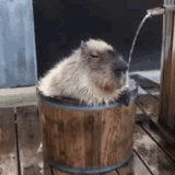 capybara, acqua barbara, castoro divertente, zen con capibara, acqua capibara