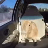 auto, juguete para perros, en coche, estoy conduciendo un coche, kapibara al coche