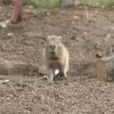 chat, animaux, capybara, pivert, chien de prairie
