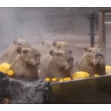 capybara, memberi air panas, ketika mereka memberikan air panas