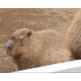 capybara, gif capybara, tamara kapibar, rongeur de kapibara, le plus grand casseur de rongeur