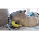 capybara, capybara endormie, rongeur de kapibara, kapibara est un visage doux, colombia pig kapibar