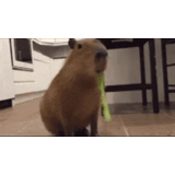 capybara, kapibara eats, kapych capybara, sweet capybara, homemade capibara