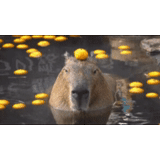 capybara, acqua barbara