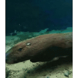 capibara, capas, meme kapibara, capybara bajo el agua, mar rojo de murena
