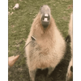 wasserschweine, wasserschweine, wasserschwein mit weißem haar, capybara meme okay i pull up, capybara ist mein tandem