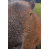 cheval, cheval, capybara, capybara, le visage du cheval se rapproche