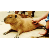 cumbunya, lumba-lumba, capybara tikus, capybara luki besar, de gaulle capybara