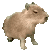 capybars, rongeur de kapibara, cochon kapibar, bicgy kapibara, kapibara beshm yonp