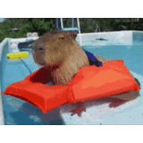 capybara, baril kapibara, kapibara est drôle, piscine de kapibara, grand cobaye kapibara