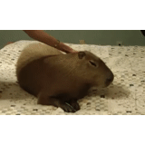 capybara, kapibara bull, kapibara is sleeping, kapibara rodent, kapibara is a house