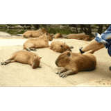 capybara, pig kapibar, kapibara rodent, capybar animal, kapibara a lot of animals together