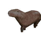 wasserschweine, capybara adopt me, wasserschwein aus plüsch, 3d-modell des wasserschweins