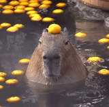 golfinho de água, capybara, baiacu zen, baiacu, baiacu wenhua