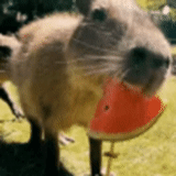 capibara, capibara es querido, rodente de kapibara, capybara divertido, animal del capibro