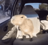 capybara, oxxxymiron, saya butuh bantuan, kapibara ke mobil, capybara ok saya menarik