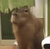 capybara, capybara yang lucu, informasi tentang seseorang