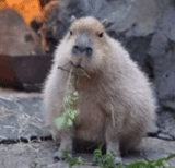 capibara, capibara es querido, rodente de kapibara, zoológico de kapibara berlín, kapibars del zoológico de moscú
