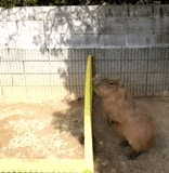 capybars, kapibara st petersburg zoo, kapibara rostov zoo, leningrad zoo kapibara, kapibara novosibirsk zoo