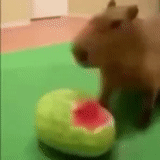 cat, hamster, human, animals, kapibara watermelon
