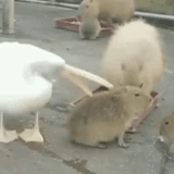 the bird is funny, kapibara is funny, pelican capybara, capybar animal, pelican is trying to eat capybar