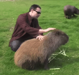 capybara, nodria kapibara, rongeur de kapibara, animal capybar, l'alimentation en eau de capybar
