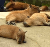 capybara, golfinho de água, competição de baiacu, baiacu rocha macia, baiacu