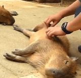 capybara, capybar sta graffiando, capibar è accarezzato, rodibara rodibara, capybara è un animale