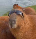 capybara, capybara yang manis, kapibara lucu, capybara cub, capybara adalah binatang