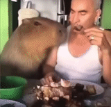 mensch, capybara, capybara ist ein mann, capybara guy, kapibara ist ein süßes gesicht