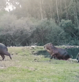 a wild boar, hyvonot phil, an elephant against a buffalo, lion against the hippo battle, full video where the lion attacked the hippopotamus
