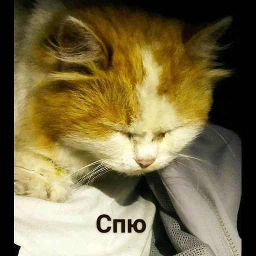 gato, gatito, animal, gato soñoliento, animal lindo