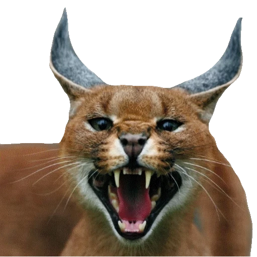 caracal, caracal está com raiva, lynx é crucificado, caracal serval