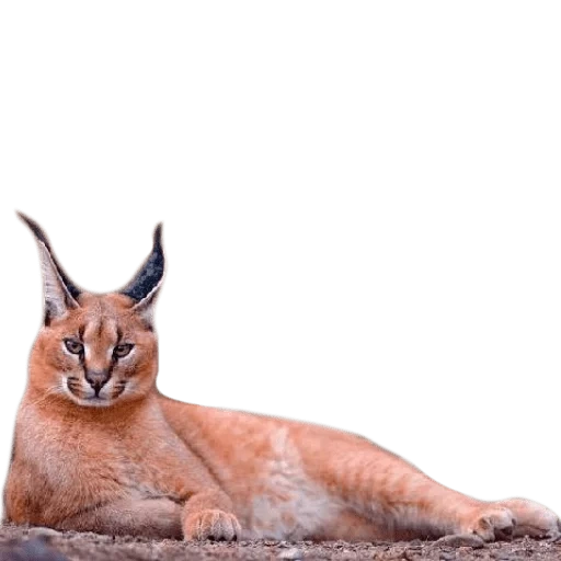 caracal, lynx disalibkan, kucing itu disalibkan, the steppe cat karakal, lynx steppe disalibkan