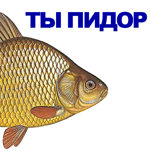 carassius auratus, carp, river fish, carassius auratus