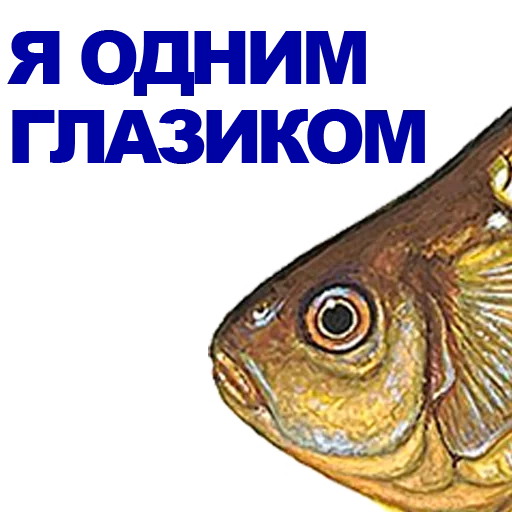 pez, carpa de cruzado, pescado, pescado de la carpa cruciana