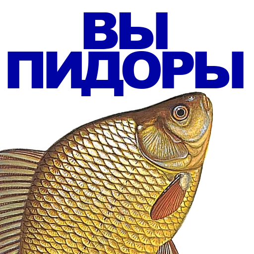 fish, carassius auratus, carassius auratus, carp pendant