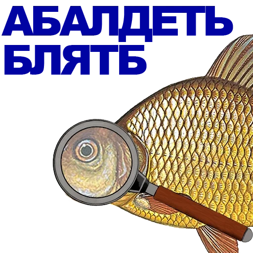 carassius auratus, carassius auratus, carp fishing