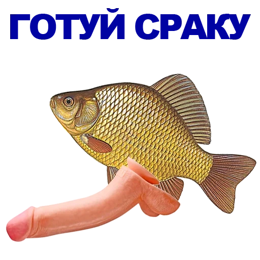 carassius auratus, carassius auratus, crucian carp jokes