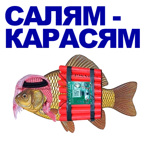 carassius auratus, carassius auratus, the secret of crucian carp, cool crucian carp